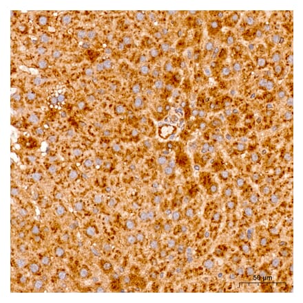 Immunohistochemistry - Anti-MRPL19 Antibody (A329629) - Antibodies.com