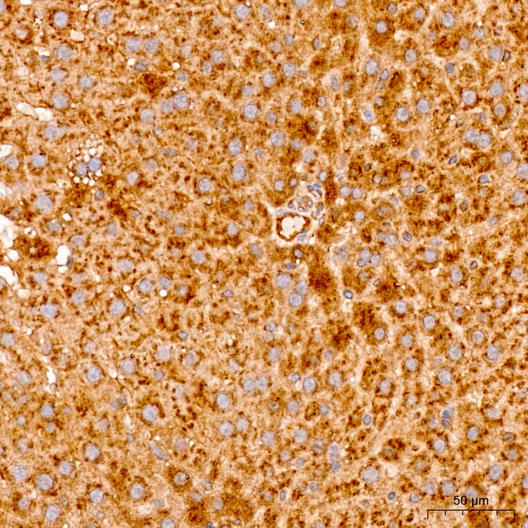 Immunohistochemistry - Anti-MRPL19 Antibody (A329629) - Antibodies.com