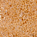 Immunohistochemistry - Anti-MRPL19 Antibody (A329629) - Antibodies.com