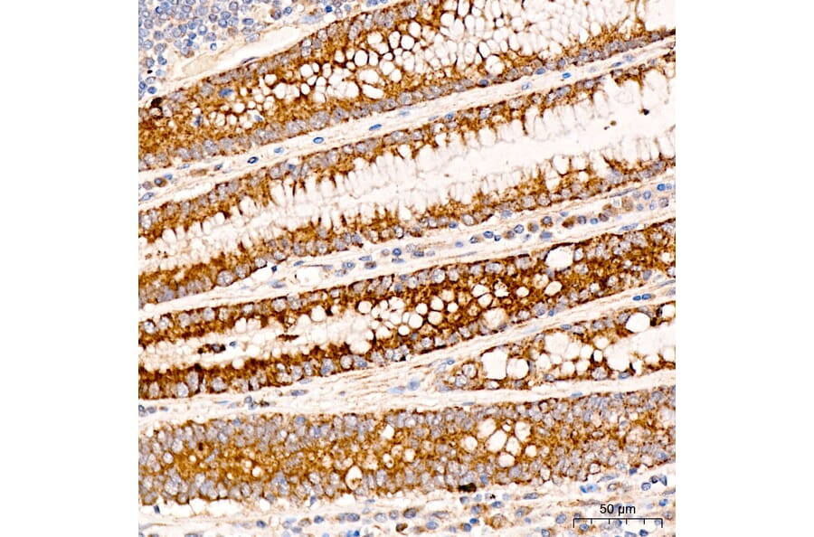 Immunohistochemistry - Anti-MRPL19 Antibody (A329629) - Antibodies.com
