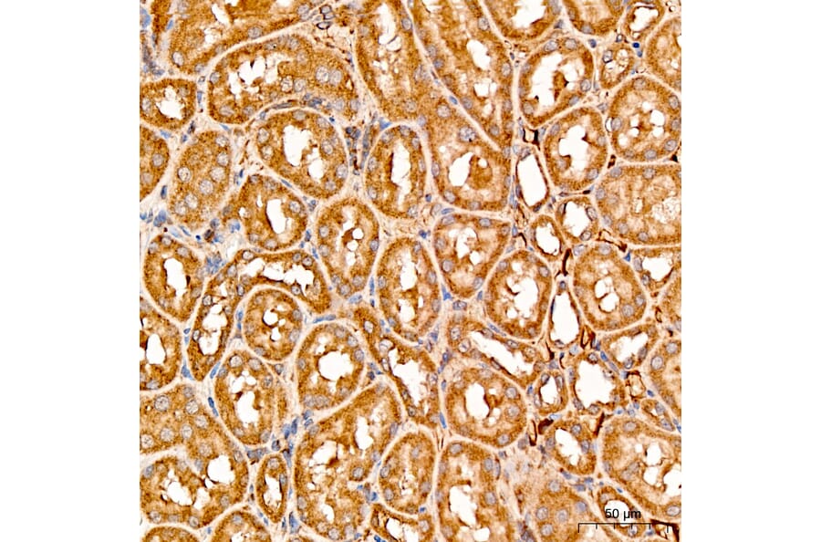Immunohistochemistry - Anti-MRPL19 Antibody (A329629) - Antibodies.com