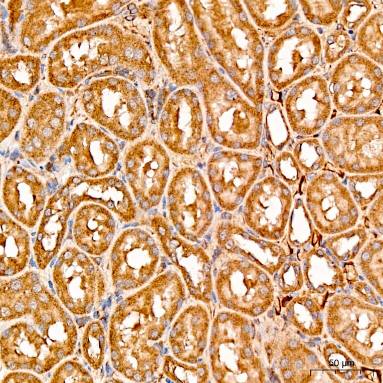 Immunohistochemistry - Anti-MRPL19 Antibody (A329629) - Antibodies.com