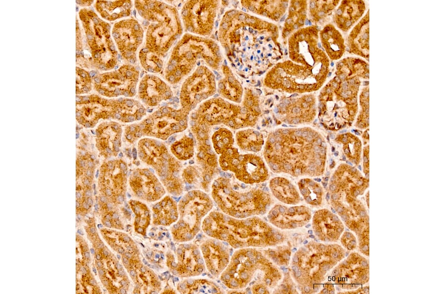 Immunohistochemistry - Anti-MRPL19 Antibody (A329629) - Antibodies.com