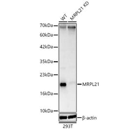 Western Blot - Anti-MRPL21 Antibody (A329631) - Antibodies.com