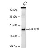 Western Blot - Anti-MRPL22 Antibody (A329632) - Antibodies.com