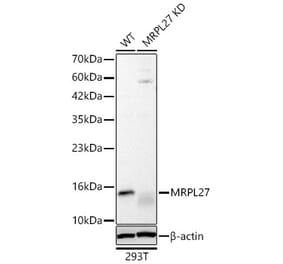 Western Blot - Anti-MRPL27 Antibody (A329633) - Antibodies.com