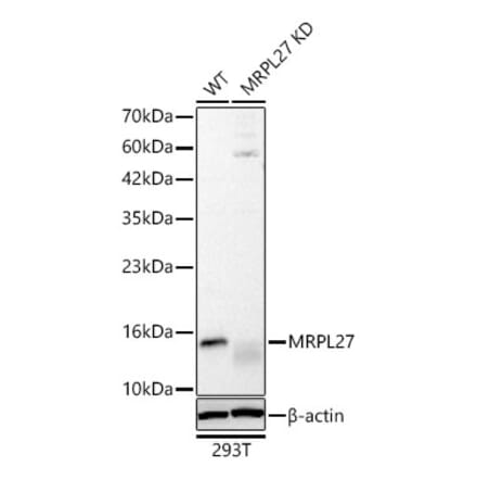 Western Blot - Anti-MRPL27 Antibody (A329633) - Antibodies.com