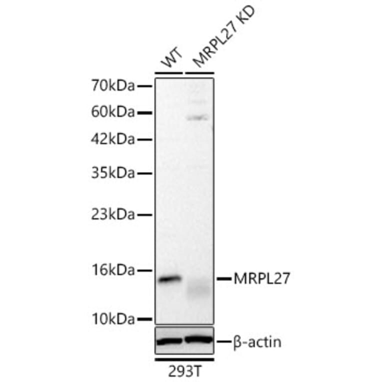 Western Blot - Anti-MRPL27 Antibody (A329633) - Antibodies.com