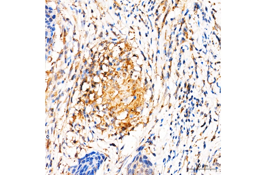 Immunohistochemistry - Anti-MRPL27 Antibody (A329633) - Antibodies.com