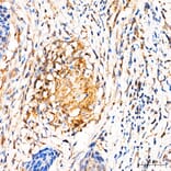 Immunohistochemistry - Anti-MRPL27 Antibody (A329633) - Antibodies.com