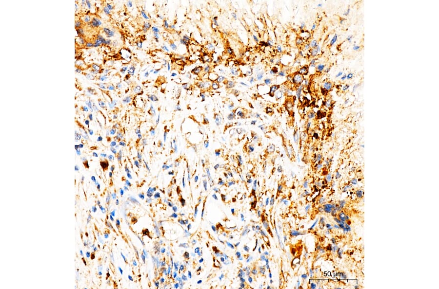 Immunohistochemistry - Anti-MRPL27 Antibody (A329633) - Antibodies.com