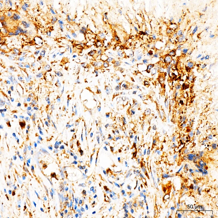 Immunohistochemistry - Anti-MRPL27 Antibody (A329633) - Antibodies.com