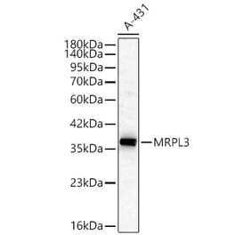 Western Blot - Anti-MRPL3 Antibody (A329634) - Antibodies.com