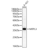 Western Blot - Anti-MRPL3 Antibody (A329634) - Antibodies.com