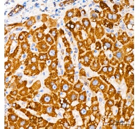 Immunohistochemistry - Anti-MRPL33 Antibody (A329635) - Antibodies.com