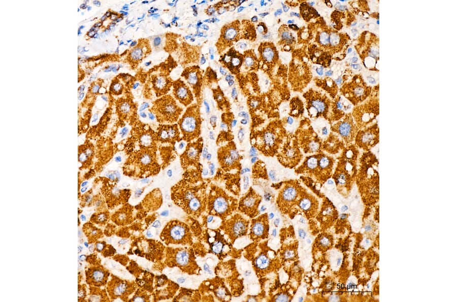 Immunohistochemistry - Anti-MRPL33 Antibody (A329635) - Antibodies.com