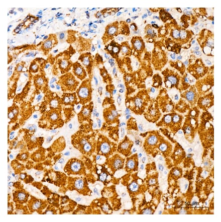 Immunohistochemistry - Anti-MRPL33 Antibody (A329635) - Antibodies.com