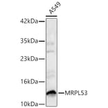 Western Blot - Anti-MRPL53 Antibody (A329638) - Antibodies.com