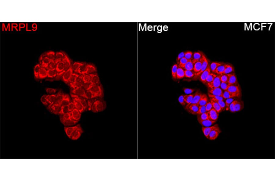 Immunofluorescence - Anti-MRPL9 Antibody (A329639) - Antibodies.com