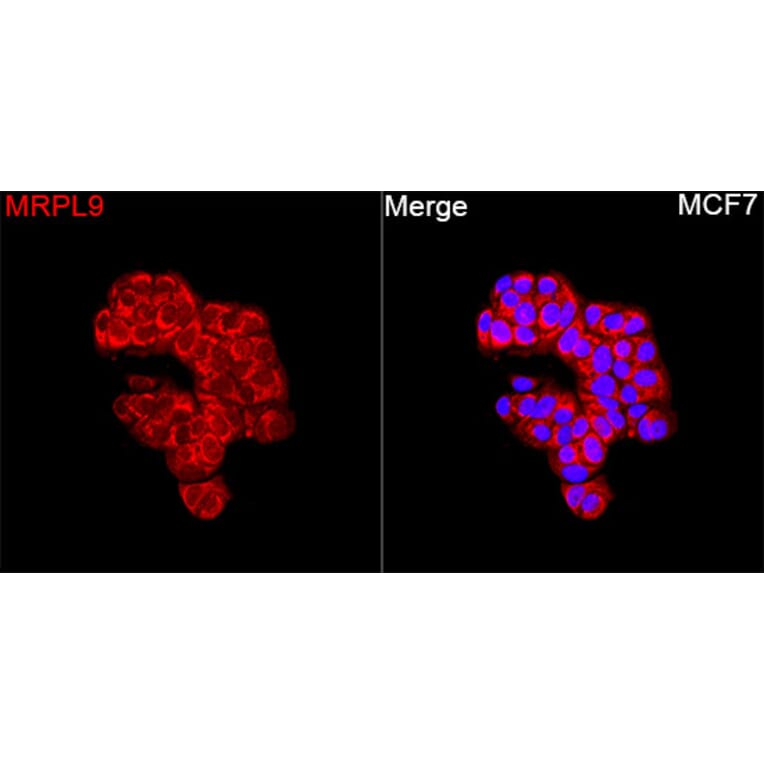 Immunofluorescence - Anti-MRPL9 Antibody (A329639) - Antibodies.com
