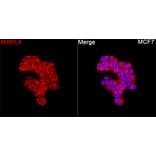 Immunofluorescence - Anti-MRPL9 Antibody (A329639) - Antibodies.com