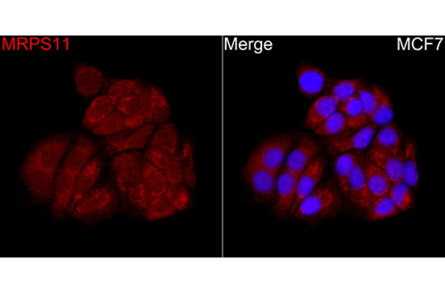 Immunofluorescence - Anti-MRPS11 Antibody (A329640) - Antibodies.com