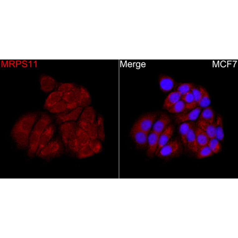 Immunofluorescence - Anti-MRPS11 Antibody (A329640) - Antibodies.com