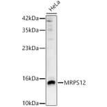 Western Blot - Anti-MRPS12 Antibody (A329641) - Antibodies.com