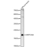 Western Blot - Anti-MRPS18A Antibody (A329642) - Antibodies.com
