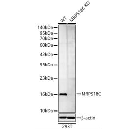 Western Blot - Anti-MRPS18C Antibody (A329643) - Antibodies.com