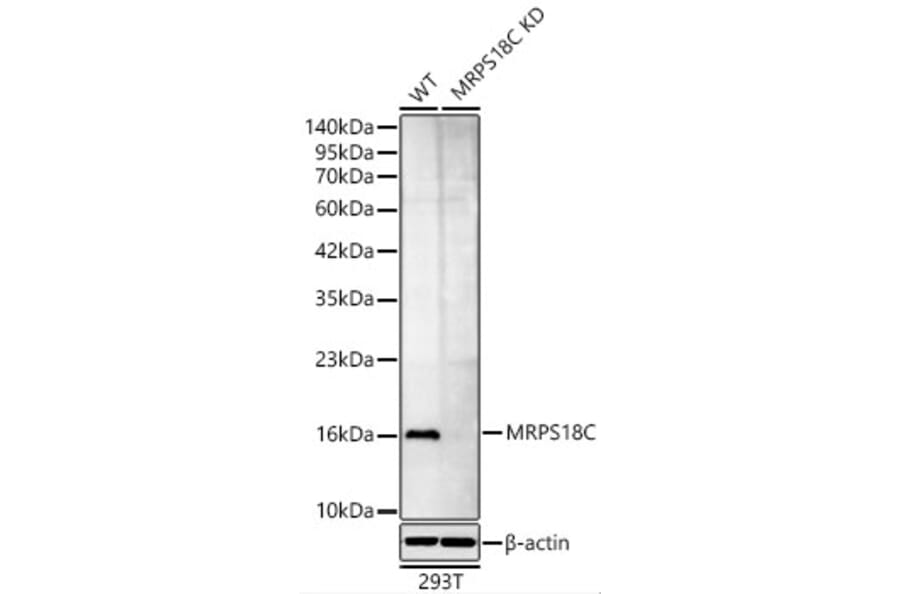 Western Blot - Anti-MRPS18C Antibody (A329643) - Antibodies.com
