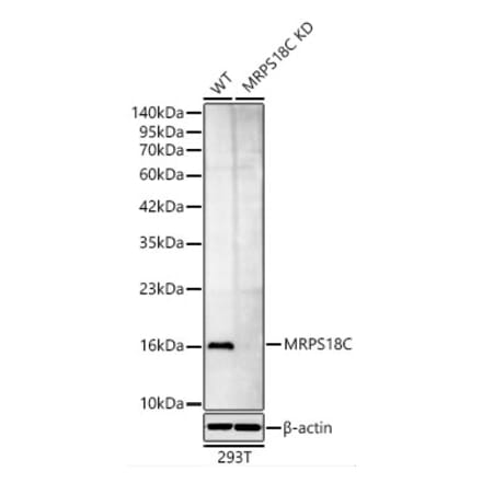 Western Blot - Anti-MRPS18C Antibody (A329643) - Antibodies.com