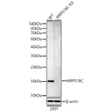Western Blot - Anti-MRPS18C Antibody (A329643) - Antibodies.com