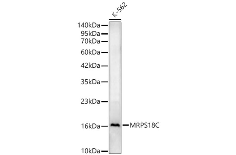 Western Blot - Anti-MRPS18C Antibody (A329643) - Antibodies.com