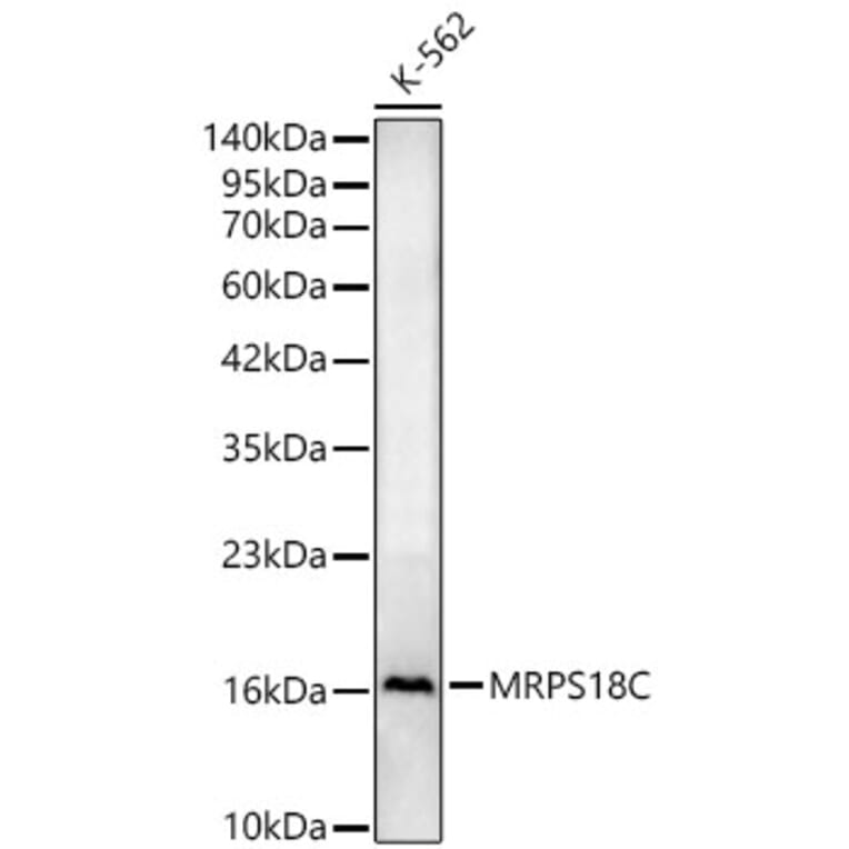 Western Blot - Anti-MRPS18C Antibody (A329643) - Antibodies.com