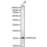 Western Blot - Anti-MRPS18C Antibody (A329643) - Antibodies.com