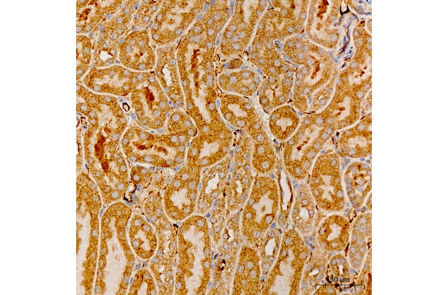 Immunohistochemistry - Anti-MRPS21 Antibody (A329644) - Antibodies.com