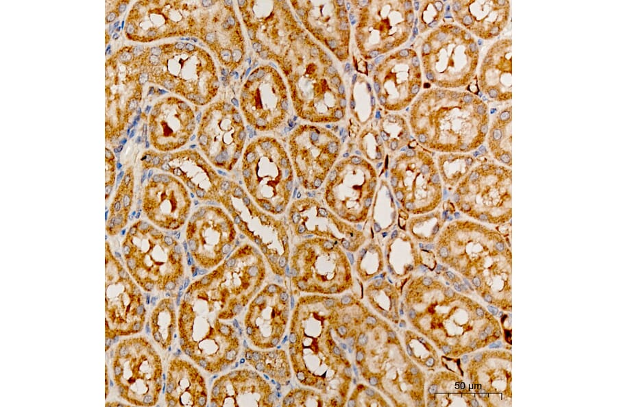 Immunohistochemistry - Anti-MRPS21 Antibody (A329644) - Antibodies.com