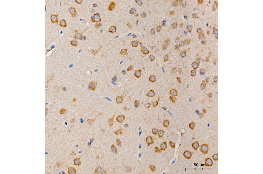 Immunohistochemistry - Anti-MRPS21 Antibody (A329644) - Antibodies.com