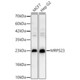 Western Blot - Anti-MRPS23 Antibody (A329645) - Antibodies.com