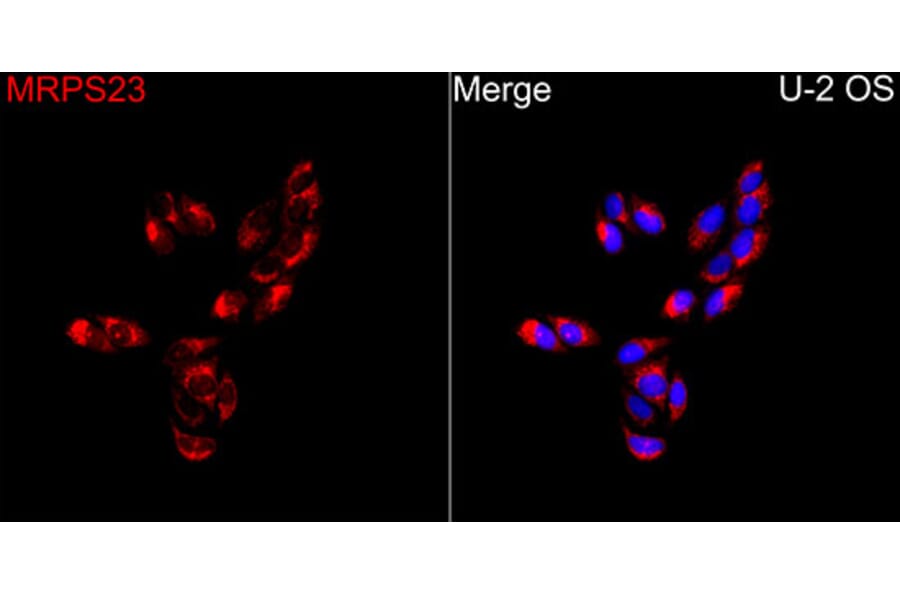 Immunofluorescence - Anti-MRPS23 Antibody (A329645) - Antibodies.com