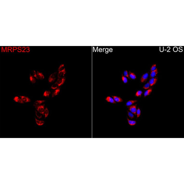 Immunofluorescence - Anti-MRPS23 Antibody (A329645) - Antibodies.com