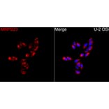 Immunofluorescence - Anti-MRPS23 Antibody (A329645) - Antibodies.com