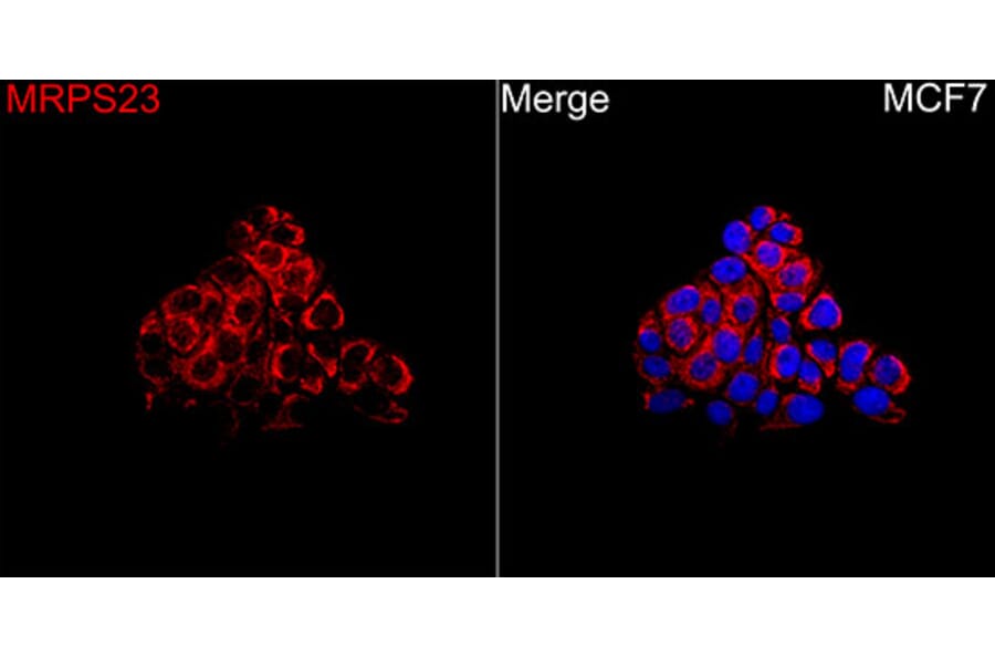 Immunofluorescence - Anti-MRPS23 Antibody (A329645) - Antibodies.com