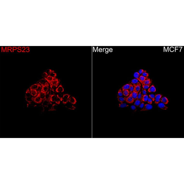 Immunofluorescence - Anti-MRPS23 Antibody (A329645) - Antibodies.com