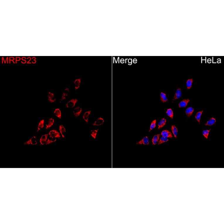 Immunofluorescence - Anti-MRPS23 Antibody (A329645) - Antibodies.com