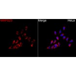Immunofluorescence - Anti-MRPS23 Antibody (A329645) - Antibodies.com