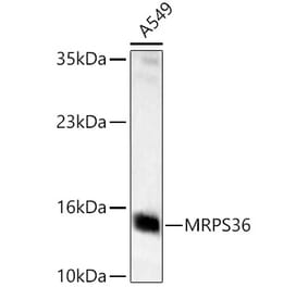 Western Blot - Anti-MRPS36 Antibody (A329646) - Antibodies.com