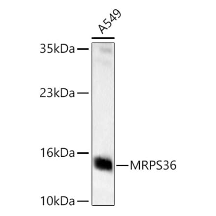 Western Blot - Anti-MRPS36 Antibody (A329646) - Antibodies.com