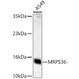 Western Blot - Anti-MRPS36 Antibody (A329646) - Antibodies.com